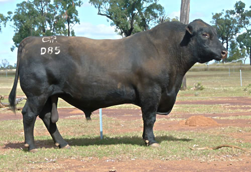 Raff Angus sire